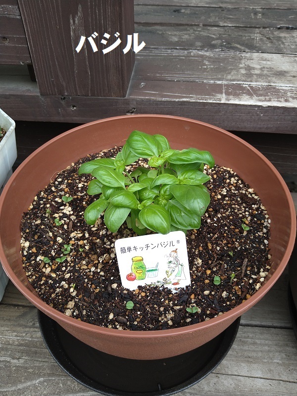 バジル