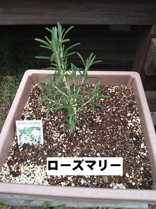 ローズマリー