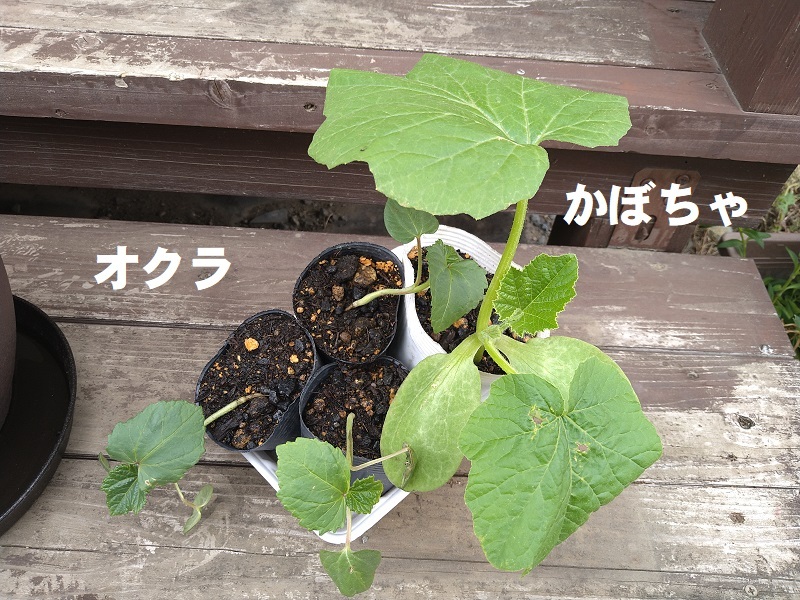 カボチャとオクラ